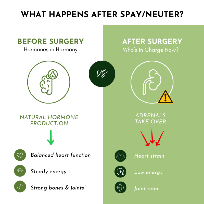 Holistic Multivitamin and Glandular Support for Pets