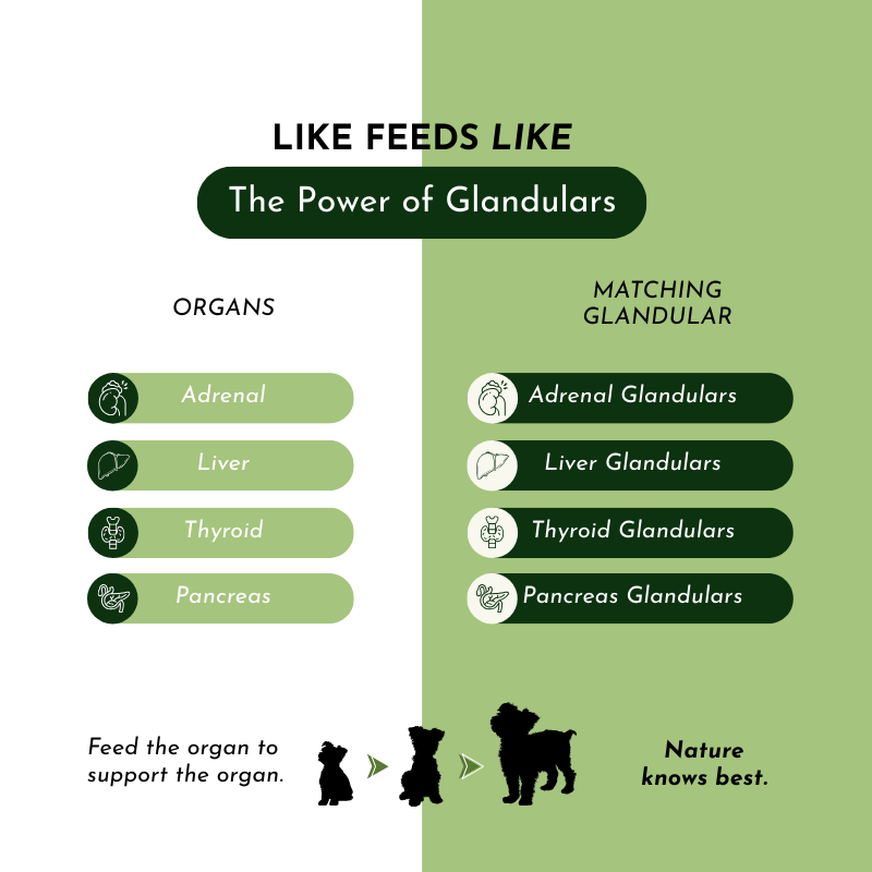 Holistic Multivitamin and Glandular Support for Pets