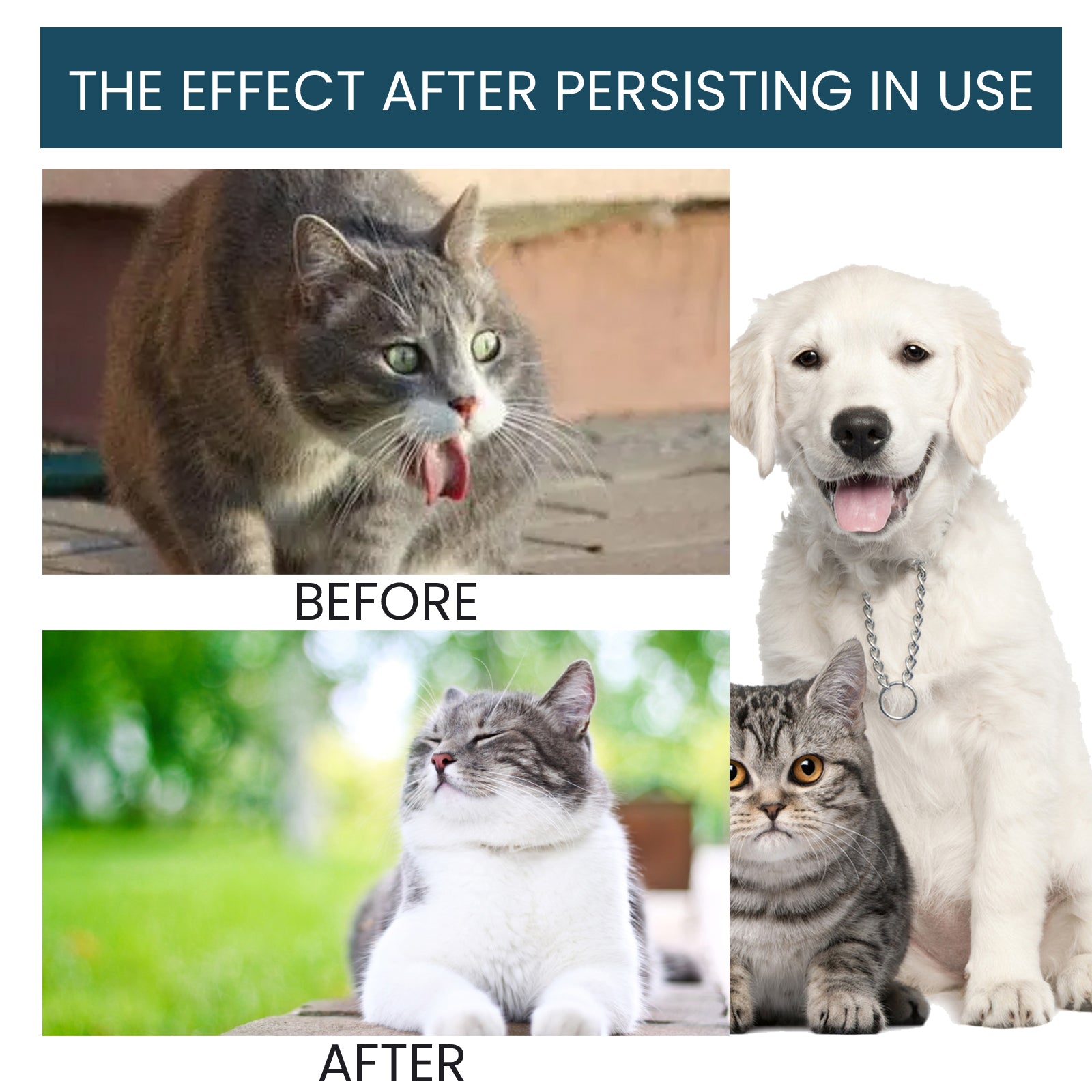 Pet Immune Support Oral Drops for Cats Dogs