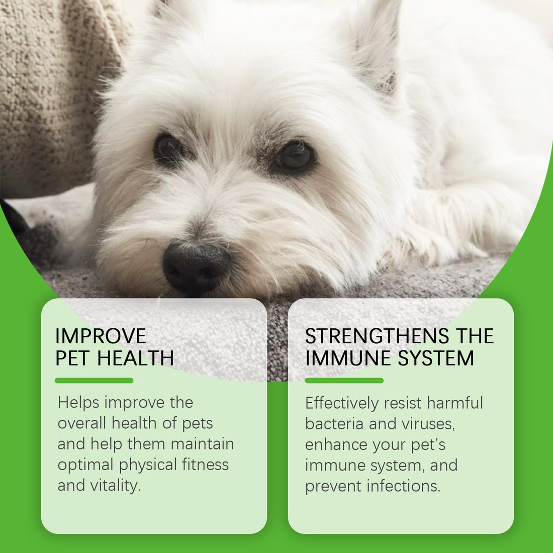 Special Dietary Supplements for Dog Health and Wellness